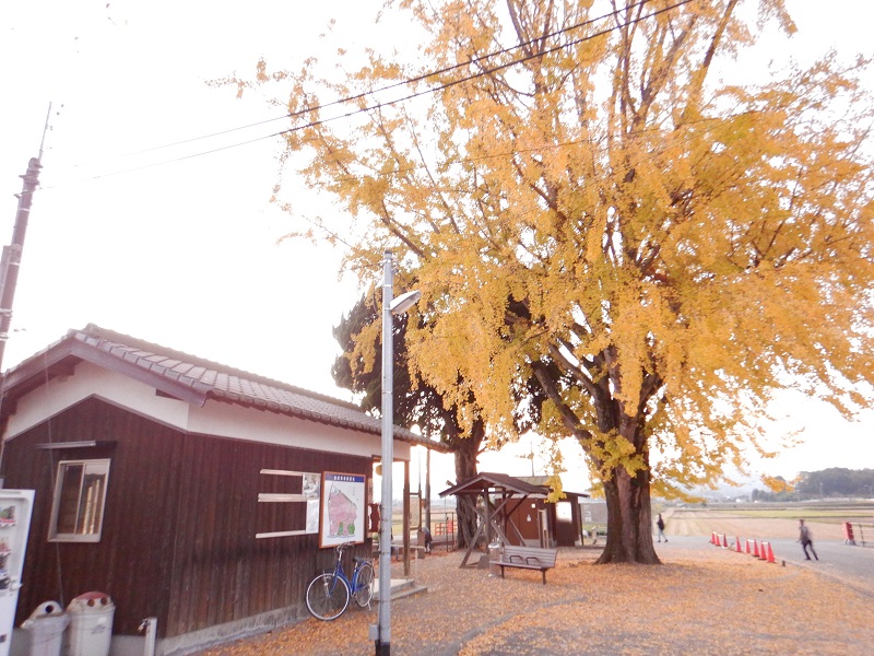 北条鉄道網引駅の駅舎と銀杏の木。